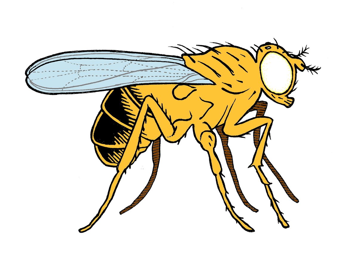 Wishing all the fly-pushers out there a wonderful #DrosophilaDay/#FlyDay as we celebrate the anniversary (11/18) of the isolation of the #Drosophila white-eyed mutant line w1118! #DrosLife #SciArt #FruitFlyArt