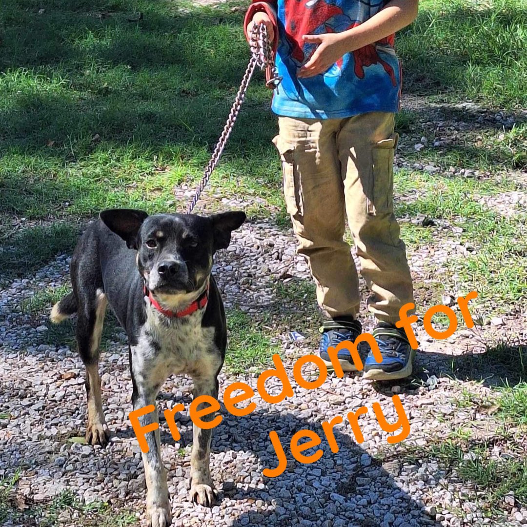 RoCoGB's tweet photo. FREEDOM Post & Pledge collection
💜JERRY is FREE💜
#A359263
Saved by
WILMA’s Dogs TX😇
TYSVM for helping young puppy JERRY get his 2nd chance♥️
Plz honour pledges via Rescue link
https://t.co/o0L1rzRsEP
Donations always welcome https://t.co/DVkhJPKgmz
