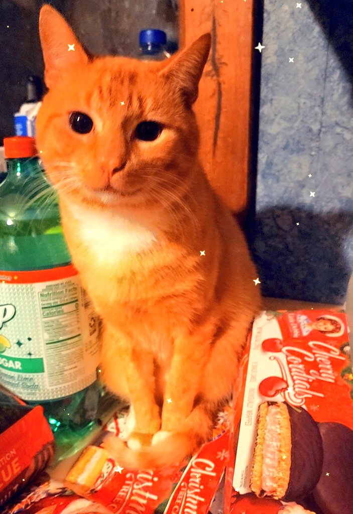 CyberSiren456's tweet image. Someone Found the Christmas Cake Stash 😅😍
#Tocute #AZZYtheKitty