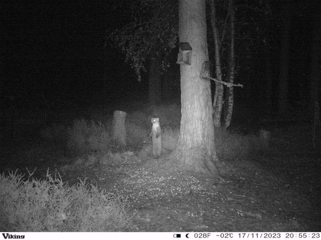 Rishi the Pine Marten playing statues 🤦🏻🤷🏻‍♂️😂