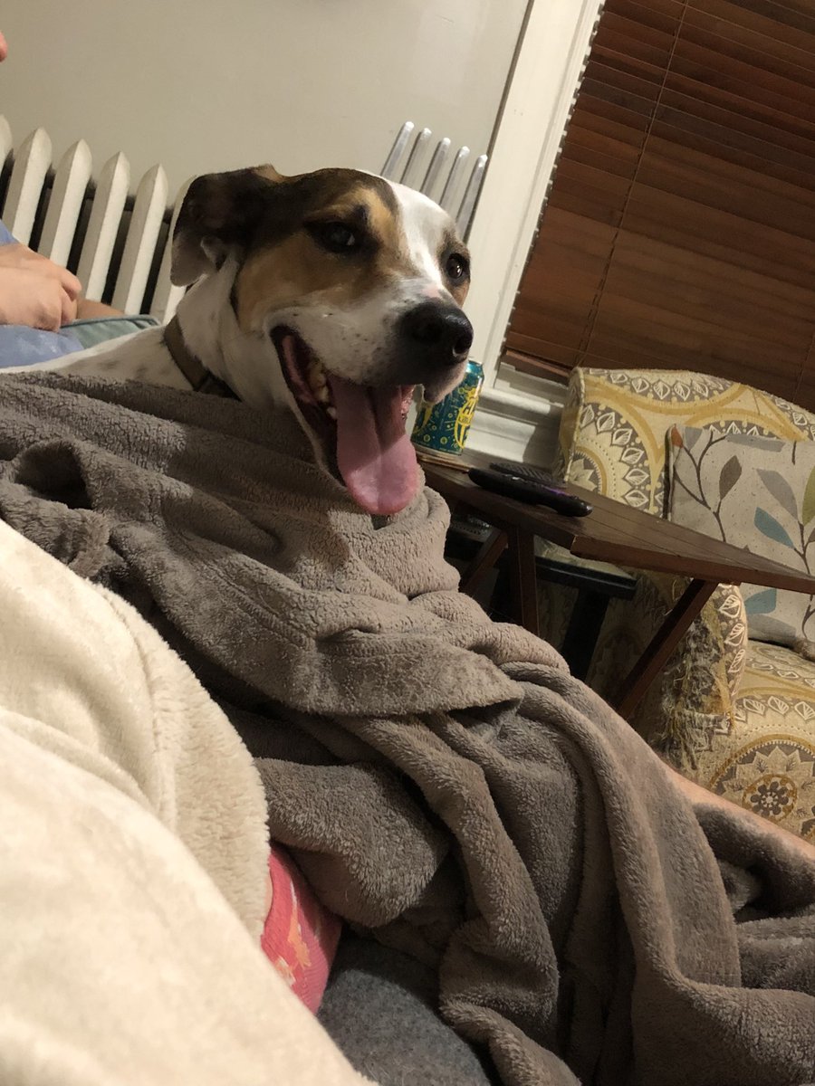 AnderBois's tweet photo. The bestest boy.
#CaptainRuggles https://t.co/o0khPWRMOM