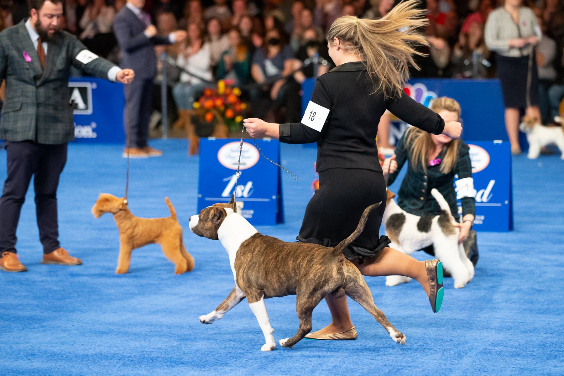 Dog show today 2025