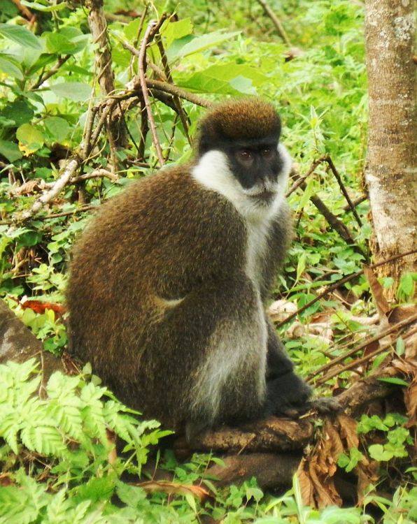 Exoticethiopian's tweet photo. Unveiling the Secrets of Bale Mountains National Park ... Can you guess which elusive creature hides within its lush green forests? https://t.co/i3wUvGkwcJ
#VisitBale #VisitOromia #VisitEthiopia #WildlifeAdventures #SafariGames #Project02 #ShareThisPost https://t.co/NGDED4qcjD