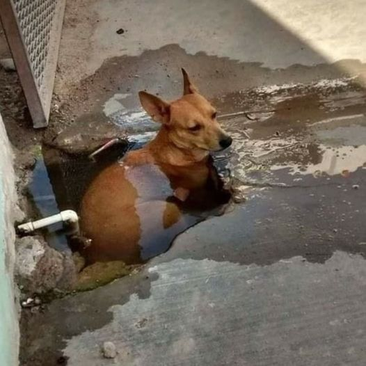 _xmemes's tweet photo. calor do cão https://t.co/IBnRYjlacz