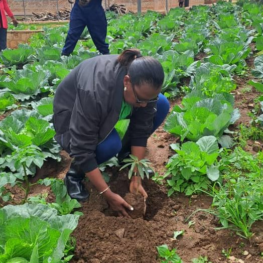 rulindodistrict's tweet image. Kuri uyu wa gatandatu tariki ya 18/11/2023, mu mirenge yose ya @rulindodistrict hakozwe umuganda wihariye w'urubyiruko, wibanze ku gutera ibiti, gutunganya ibibuga by'imyidagaduro, kubakira abatishoboye no kurwanya isuri. Ku rwego rw'Akarere umuganda wakorewe mumurenge wa #Kisaro