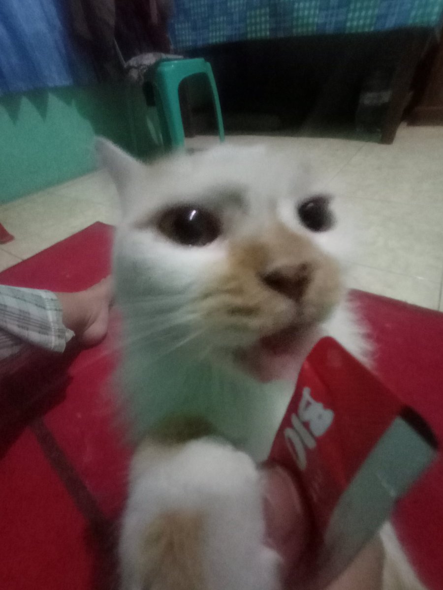 CikLabum tweet picture