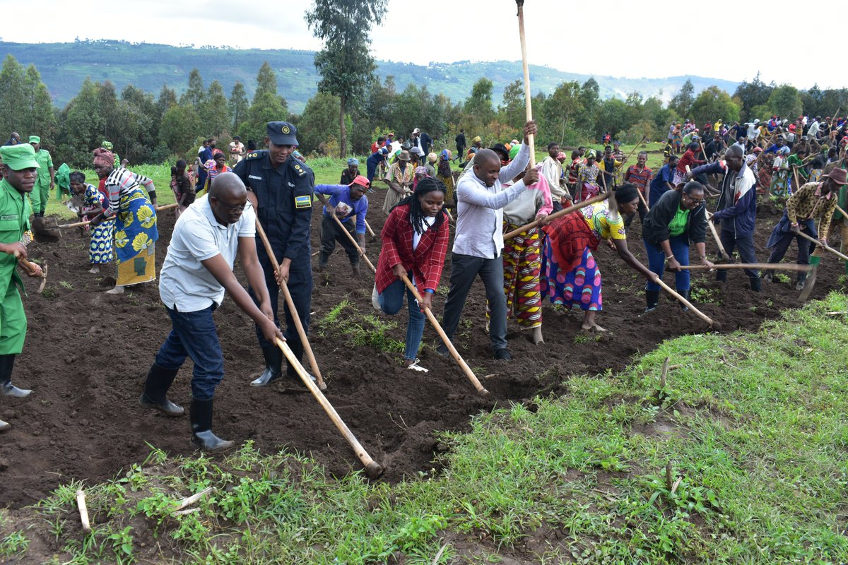 rulindodistrict's tweet image. Kuri uyu wa gatandatu tariki ya 18/11/2023, mu mirenge yose ya @rulindodistrict hakozwe umuganda wihariye w'urubyiruko, wibanze ku gutera ibiti, gutunganya ibibuga by'imyidagaduro, kubakira abatishoboye no kurwanya isuri. Ku rwego rw'Akarere umuganda wakorewe mumurenge wa #Kisaro