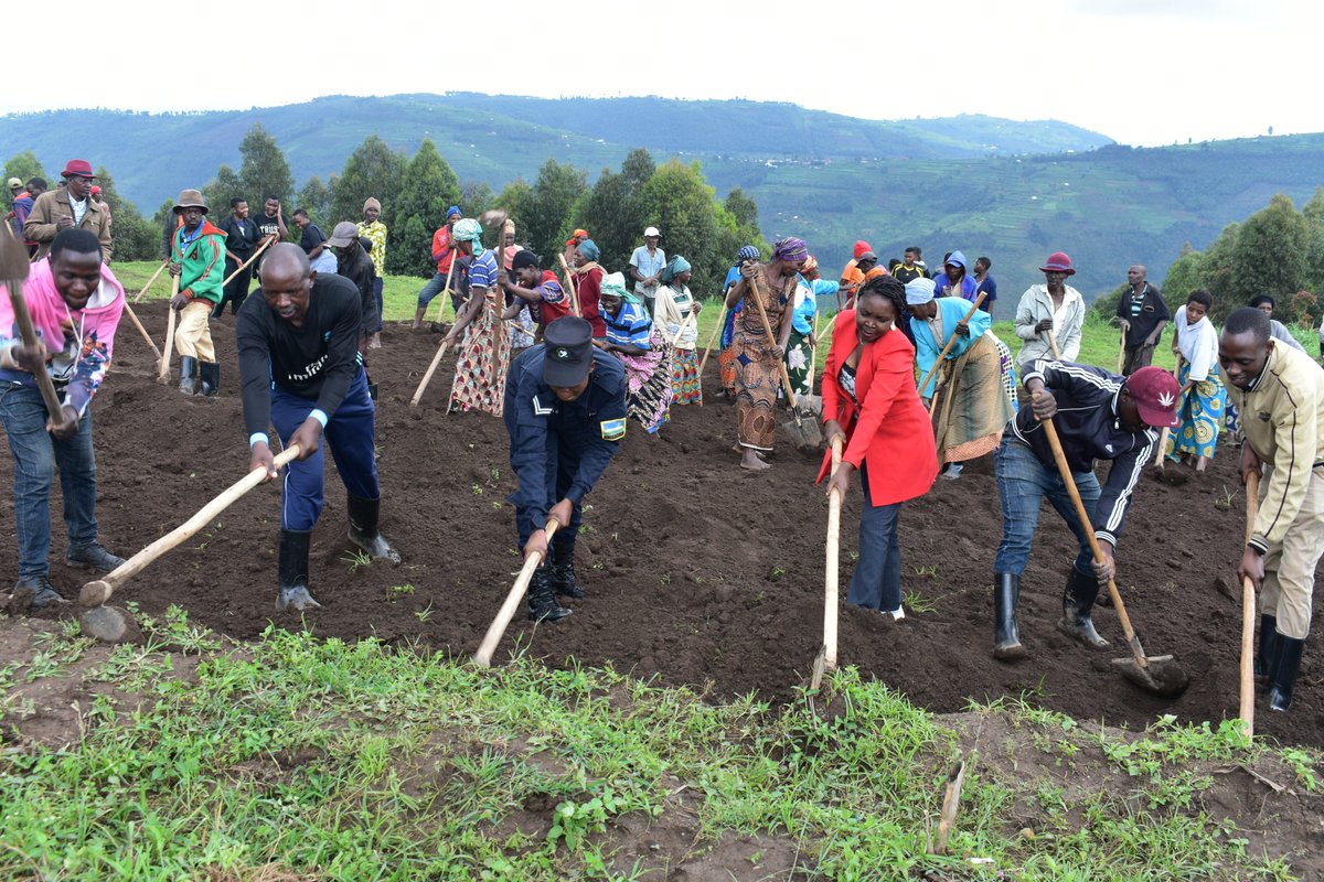 rulindodistrict's tweet image. Kuri uyu wa gatandatu tariki ya 18/11/2023, mu mirenge yose ya @rulindodistrict hakozwe umuganda wihariye w'urubyiruko, wibanze ku gutera ibiti, gutunganya ibibuga by'imyidagaduro, kubakira abatishoboye no kurwanya isuri. Ku rwego rw'Akarere umuganda wakorewe mumurenge wa #Kisaro