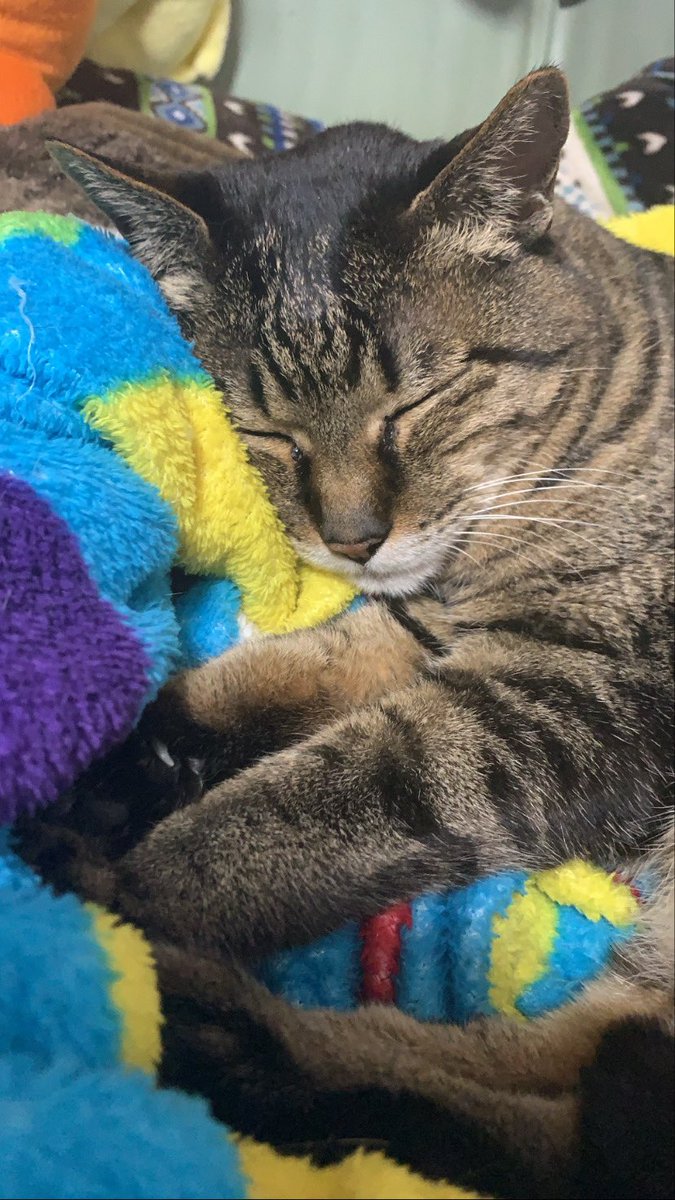 laaav201's tweet photo. もううちも動物がいい🐱❣️
仲間にいれてー https://t.co/lx5RcaV2zp