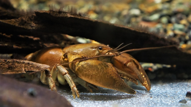 「北限の○○」ってのが多い秋田県で、めずらしく秋田県が南限になる生き物が「ニホンザリガニ」だよっ
北海道と北東北に生息する体調7cmほどの在来種のザリガニで大館市が生息地の南限なんだって。大館市の生息地は国の天然記念物に指定されてるよっ