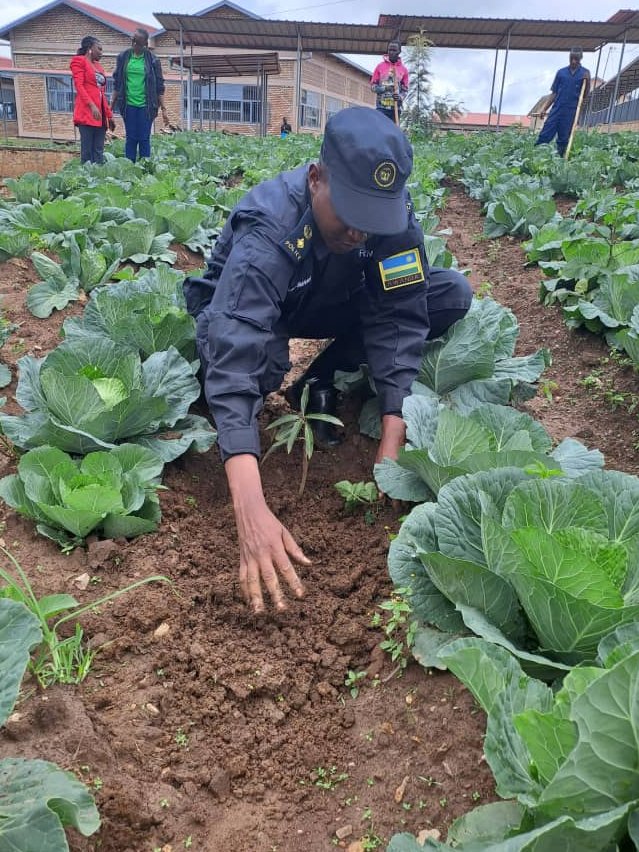 rulindodistrict's tweet image. Muri uyu muganda, urubyiruko rwo mu Murenge wa #Kisaro @rulindodistrict rwifatanyije n'Intumwa za @RwandaParliamnt bari mu iruriro APNAC; aho bateye ibiti by'imbuto n'ibivangwa n'imyaka, bagahanga n'ikibuga cy'umupira w'amaguru ku ishuri rya Kigarama.