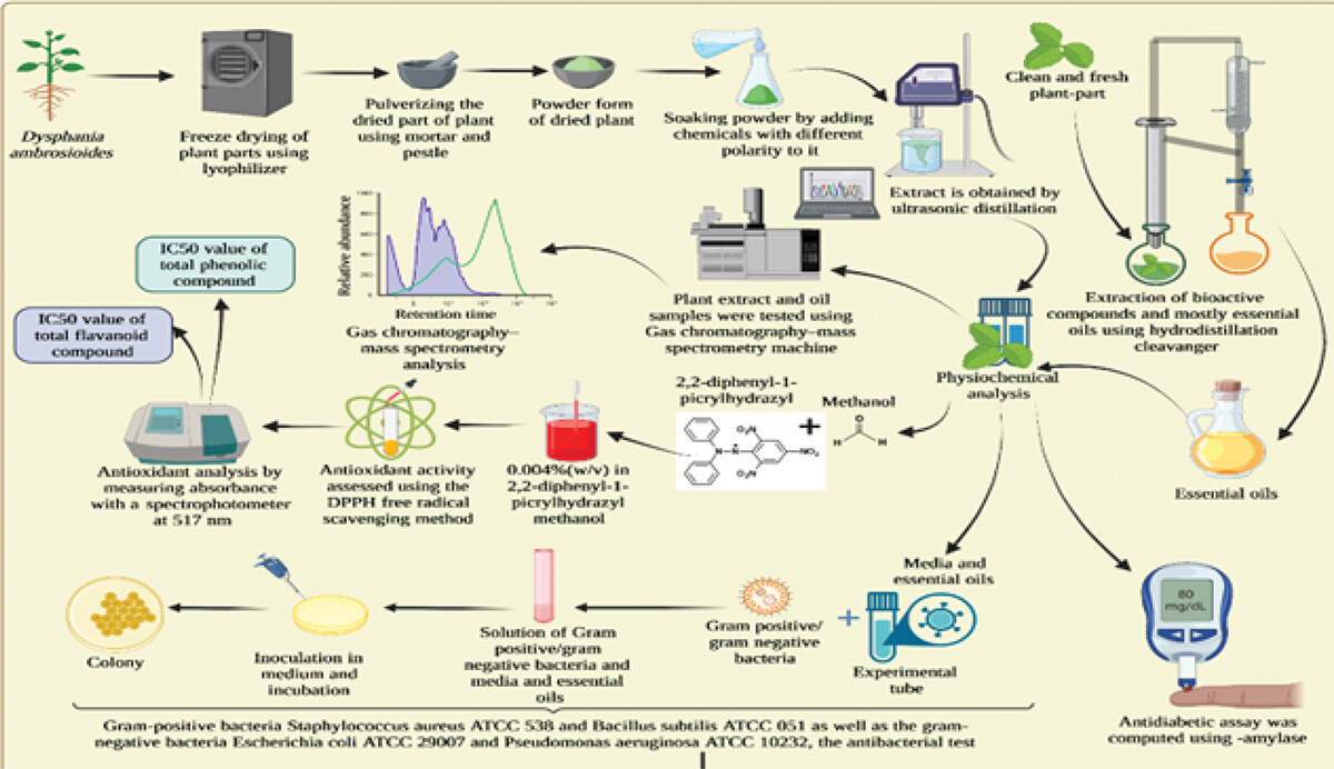 avikrams's tweet image. 🌿 Unlock the Secrets of Nature! 🧪 Dive into our latest article on Green Extraction, Phytochemical Profiling, and Biological Evaluation D. ambrosioides. 🌱🔬 Explore the future of medicine! 📚🔗 Read more: [doi.org/10.1080/104964…] #GreenExtraction