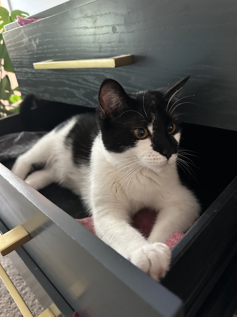 mssandman's tweet photo. Happy #caturday https://t.co/wYCPEj770q