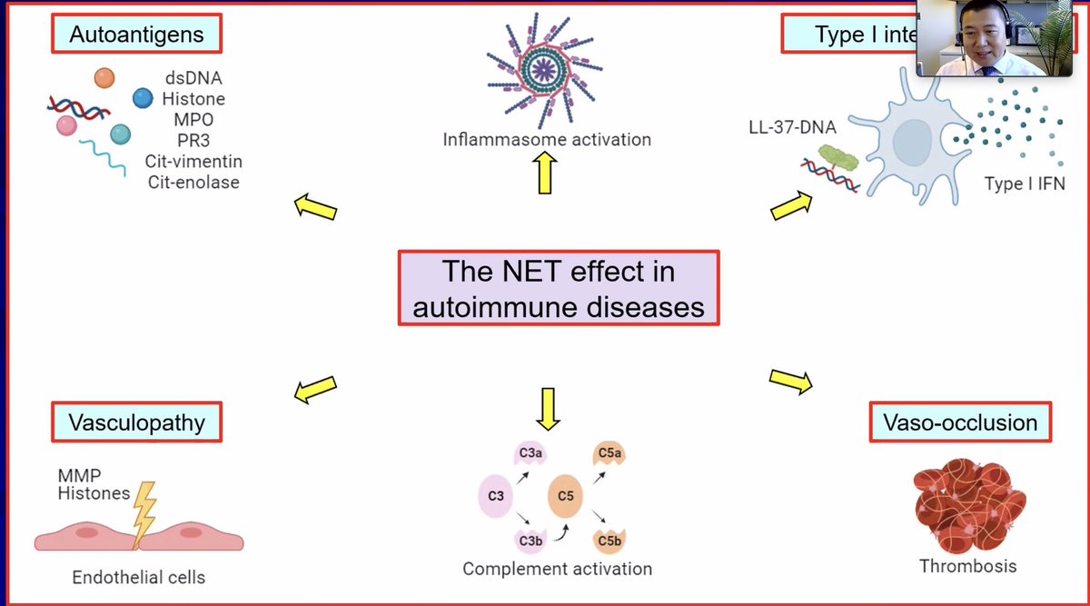 👉🏾Nets are Neutrophil Extracellular Traps 👉🏾Activated neutrophils release nets spilling DNA and histones 👉🏾 Nets trap bacteria in the healthy immune response 👉🏾 in #lupus Nets activate autoimmunity, contribute to clots, and stimulate interferon @RayZuoMD @UMIntMed @Kahlenberglab