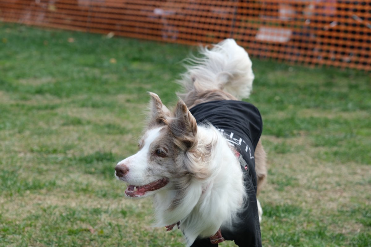 lactbacillus's tweet photo. 今日は新横浜公園のドッグランが休場だったのでシンボルタワーのドッグランに行ってきました。
ボーダーはいなかったけど、色んな友達といっぱい遊んで、走って楽しそうでした。
#ボーダーコリー
#dogrunlab
#シンボルタワー https://t.co/f8k2MLmuFL