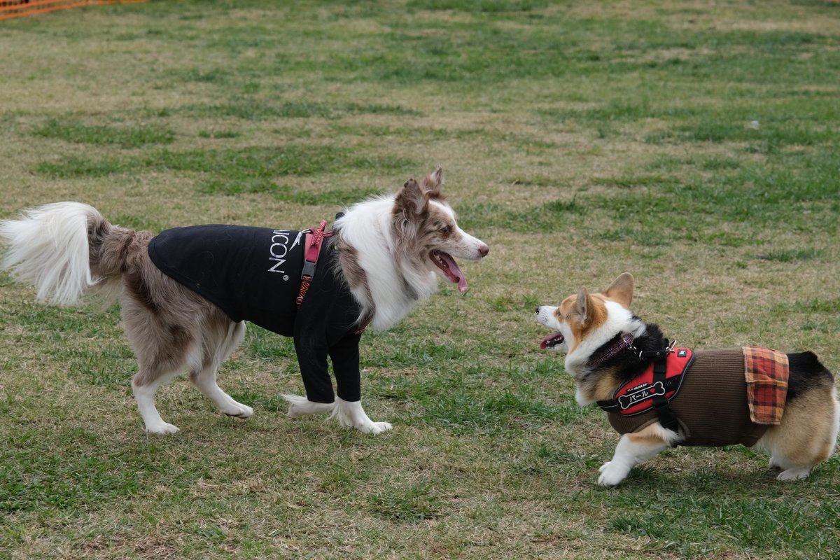 lactbacillus's tweet photo. 今日は新横浜公園のドッグランが休場だったのでシンボルタワーのドッグランに行ってきました。
ボーダーはいなかったけど、色んな友達といっぱい遊んで、走って楽しそうでした。
#ボーダーコリー
#dogrunlab
#シンボルタワー https://t.co/f8k2MLmuFL