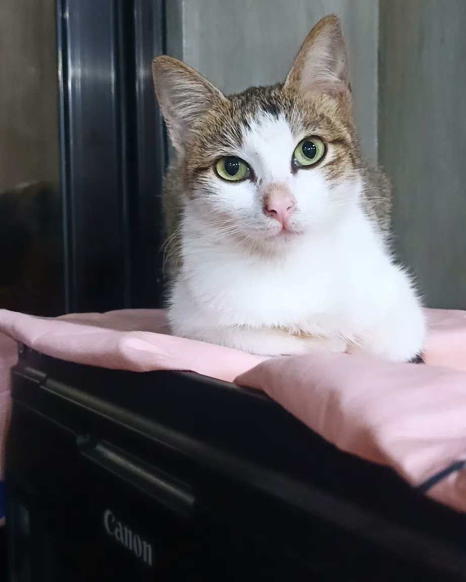 RenzKrizzle02's tweet photo. Kitty😻😺❤️ https://t.co/ohrFFJLeQr