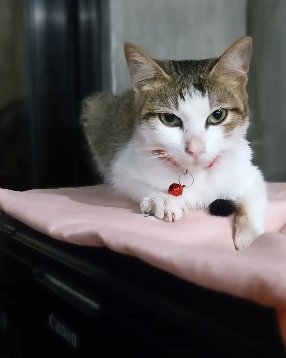 RenzKrizzle02's tweet photo. Kitty😻😺❤️ https://t.co/ohrFFJLeQr