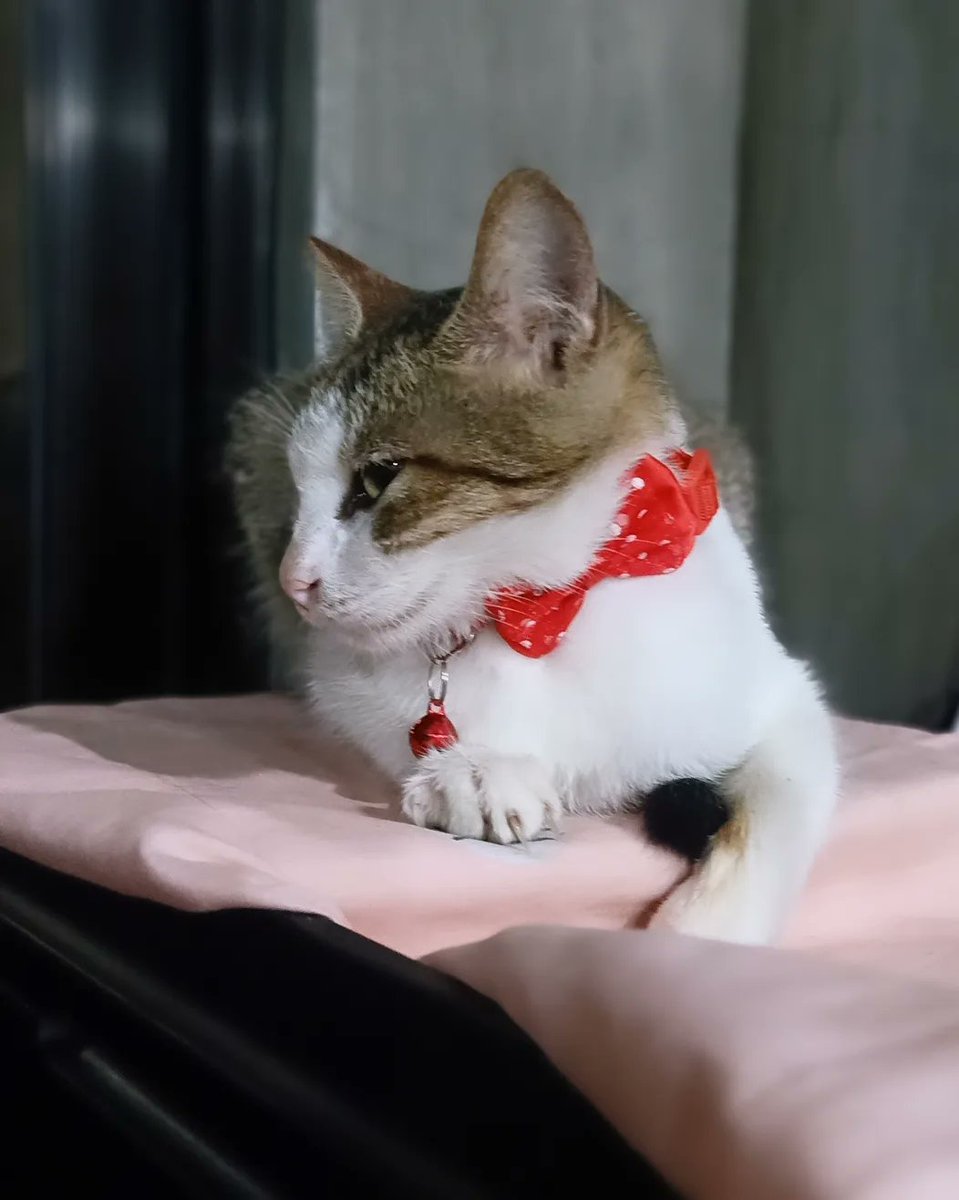 RenzKrizzle02's tweet photo. Kitty😻😺❤️ https://t.co/ohrFFJLeQr