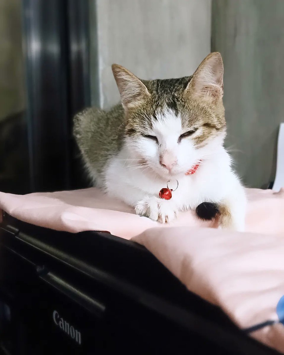 RenzKrizzle02's tweet photo. Kitty😻😺❤️ https://t.co/ohrFFJLeQr