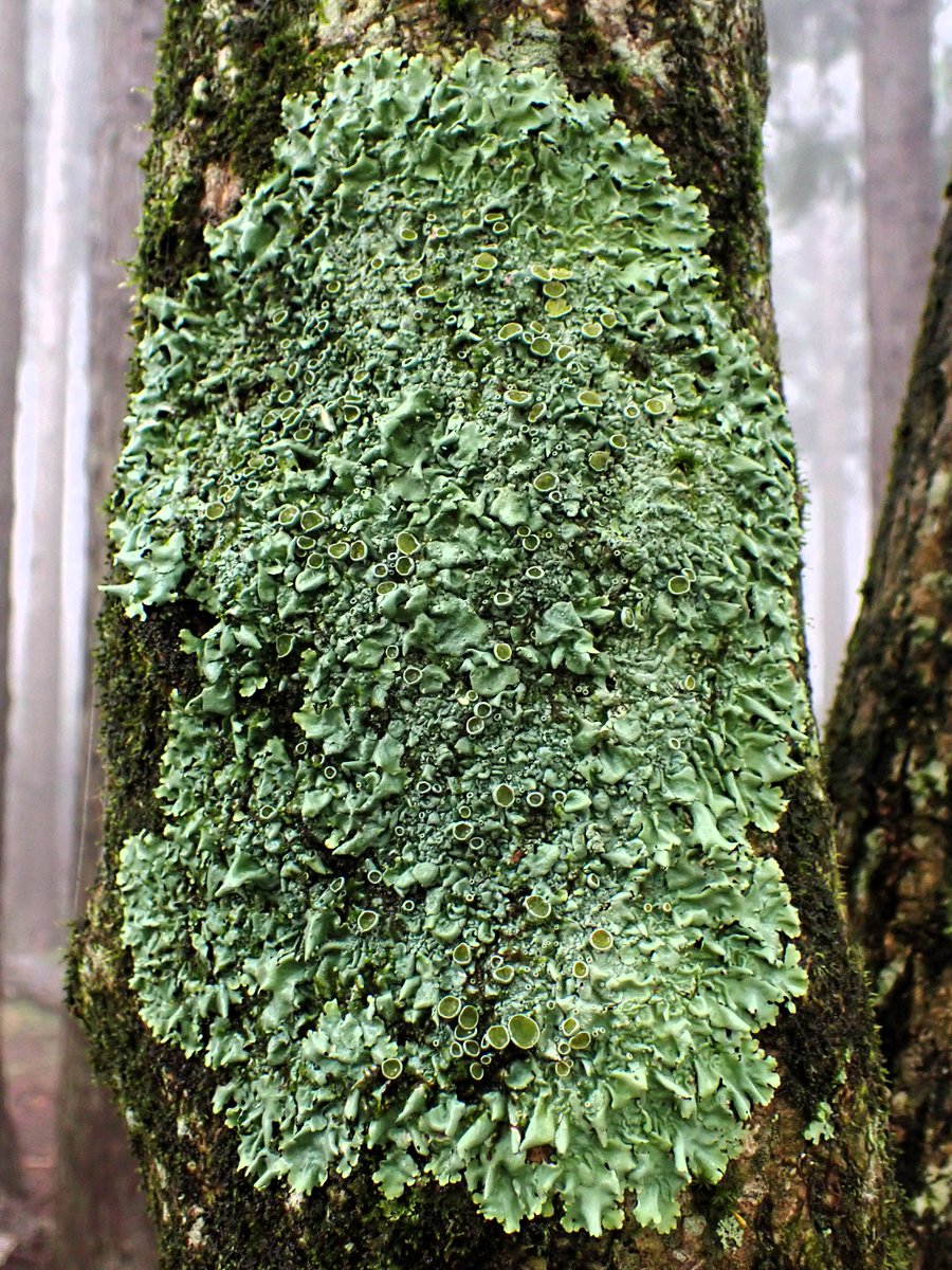 Morning lichen☕️🌿