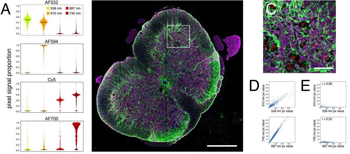 #PySeq2500: An #OpenSource toolkit for repurposing #Illumina #sequencing systems as versatile #fluidics &amp; #imaging platforms:

-simultaneous 4-channel image acquisition
-temperature control
-reagent exchange

doi.org/10.1038/s41598…
#DIYbio #lab #instruments #python #fluorescence