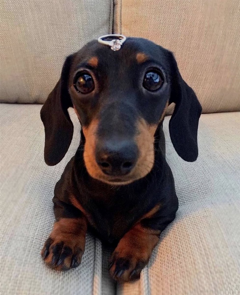 Dachshund tweet media