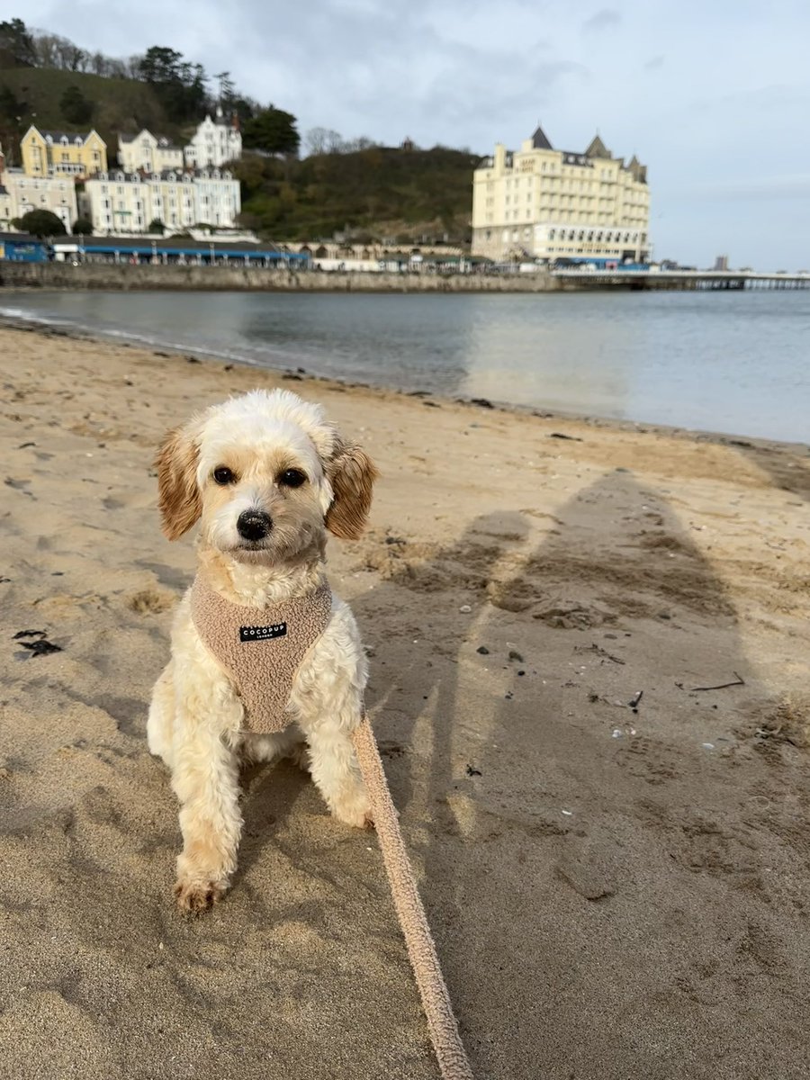 lisa_j_dawson's tweet photo. Beautiful girl on the beach in llandudno today. Time for a break ποΈ #wales #llandudno #cavapoochon https://t.co/rqS4fVMPN0