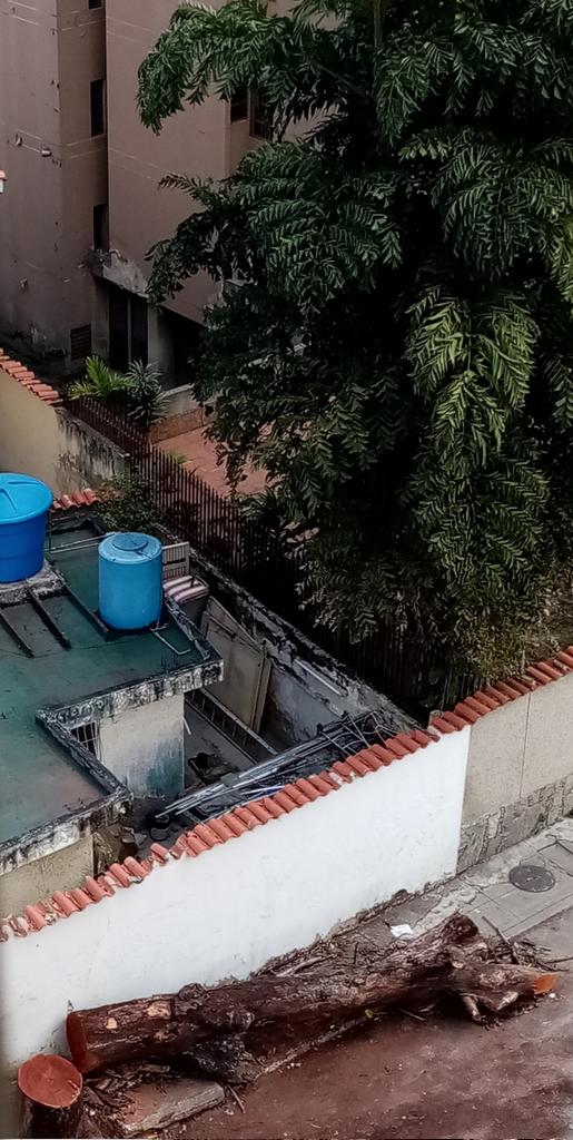 Buenos días. En la calle Berrizbeita del Paraíso solo queda un gran tronco del árbol, ideal para carpintería o para utilizar como leña.
