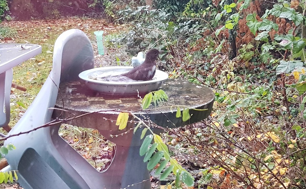 Sommige vogels nemen geen genoegen met een douche, die willen er ook nog een bad bij...
#regen #vogelbadje