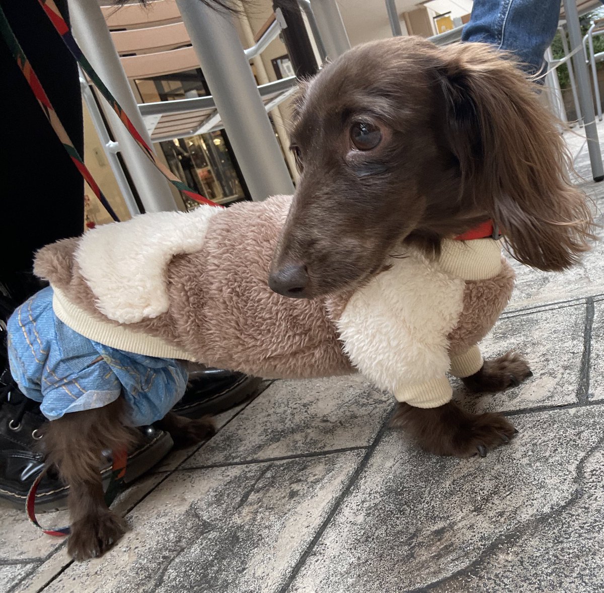 アウトレット行ってきたよ〜🐶
わんちゃんいっぱいいたし寒くてぶるぶる震えてたけどいっぱい歩いた🐾🐾