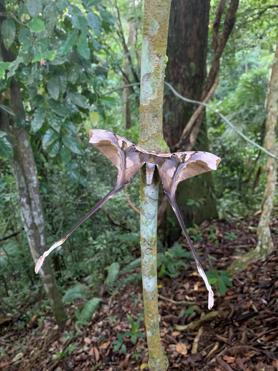 This Copiopteryx moth also came to our lights. Recent research has shown that those "tails" actually confuse the echolocation of bats, keeping the moth safe as it flies!
#AutomatedMonitoringOfInsects