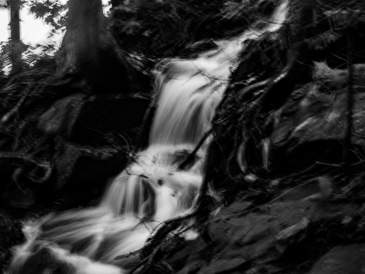 GreatDane_Photography tweet media