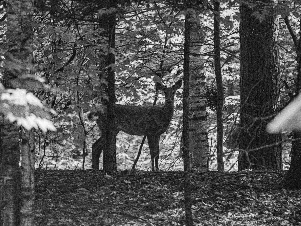 GreatDane_Photography tweet media