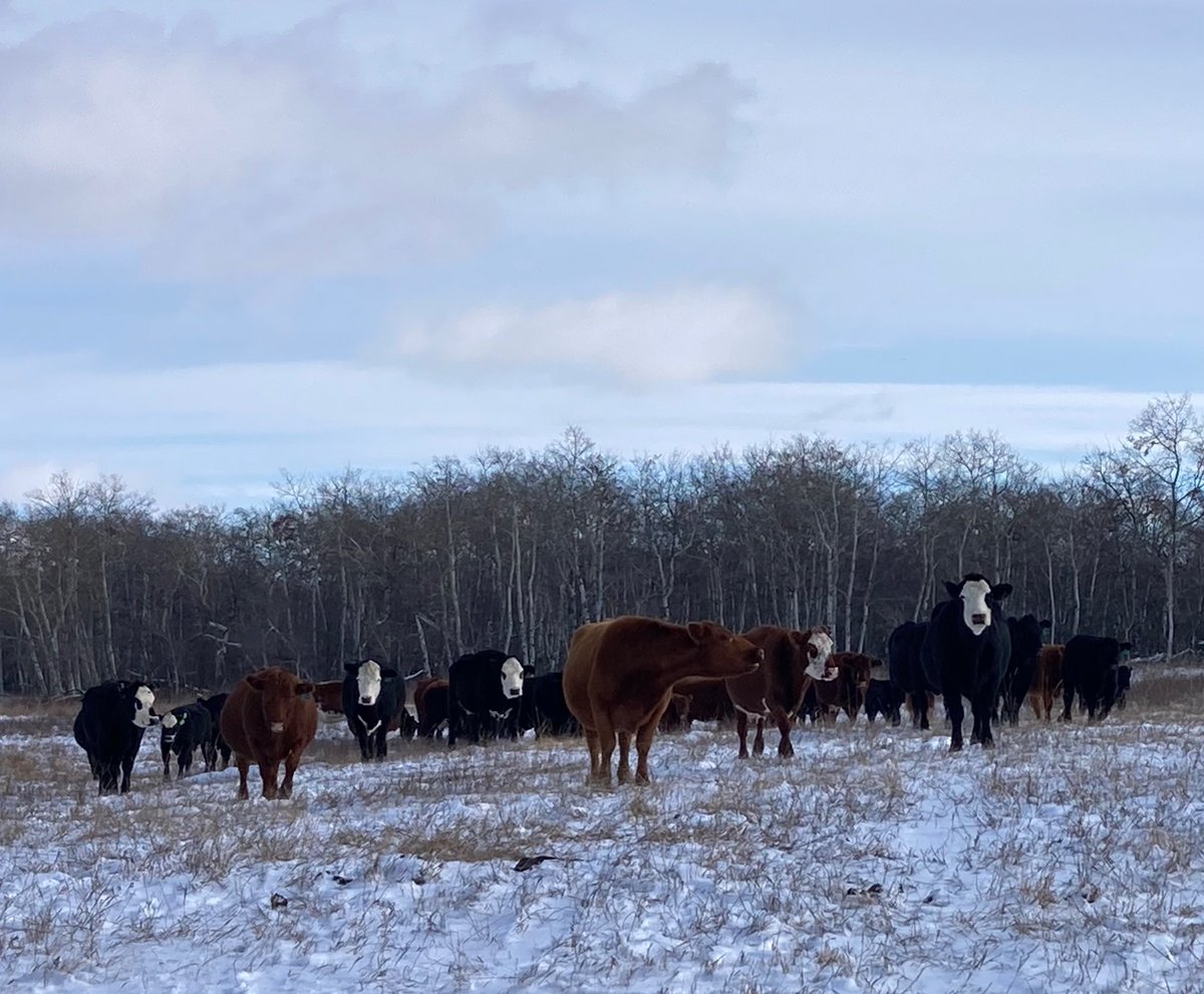 SundanceFarms's tweet photo. Hay there #GreyCupWeekend #SaturdayVibes #WestCdnAg https://t.co/xWHFfCrsLJ