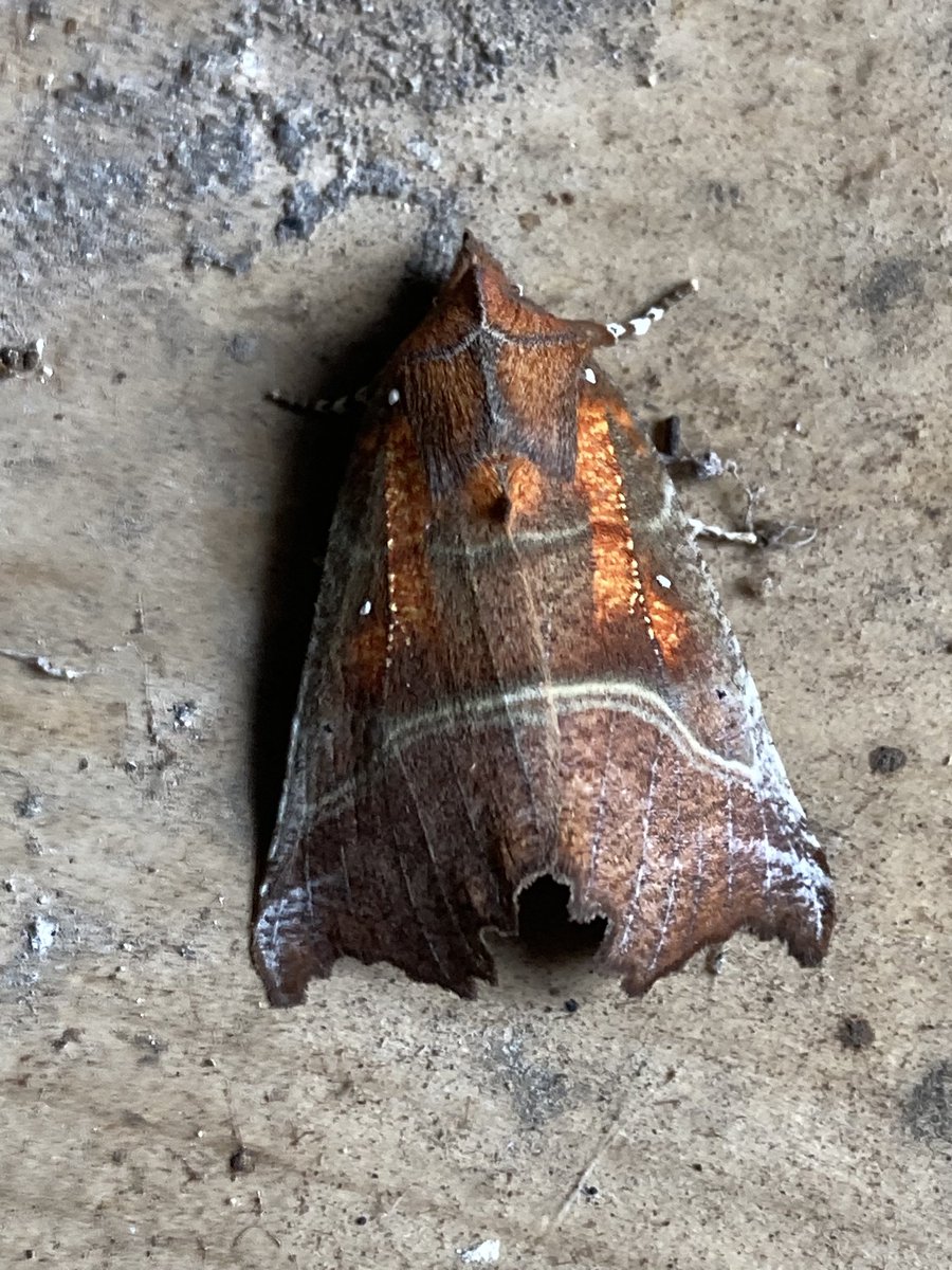 There really was something in the woodshed. Herald moth was found a new home amongst next year’s logs