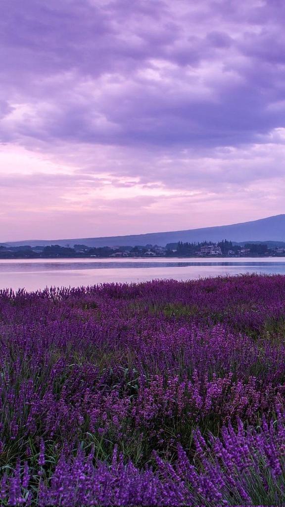 softdeIicacy's tweet photo. purple skies https://t.co/j61ACX5Lm4