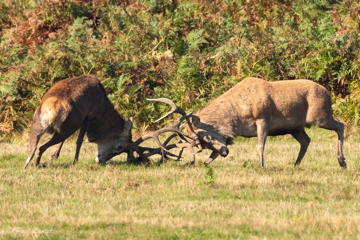 The final photos for this Autumn from the rut. The battle is on for the strongest stag.

#autumnvibes #theruts #reddeer #natureswindow #ukwildlife #wildlifephotography #nikonwildlife #wildlifewatching #wildlifewarriors #britishwildlifephotography