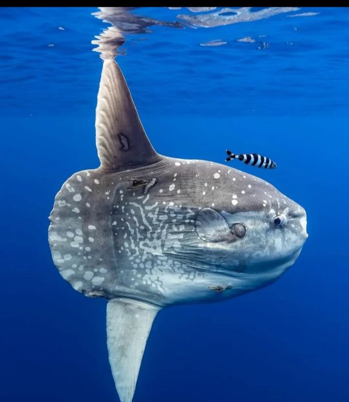 AminahOyek26000's tweet photo. "Ladies and gentlemen"! Meet the Mola mola also known as ocean sunfish. It is the heaviest known bony fish in the world. Female mola mola can lay up to 300 million eggs at a time. They're also very slow swimmers, reaching about 2 miles per hour. #oceanexplore https://t.co/ChPg8fpihH