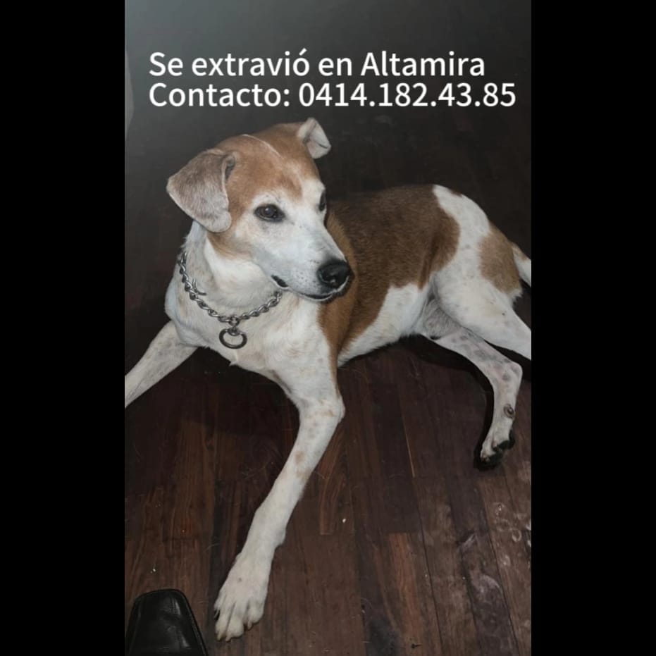 PerroUsuario's tweet photo. #Difundimos 
Este pequeño se perdió en Altamira, a la altura del edificio Banco Lara o Plaza Bélgica.
Por favor te rogamos si sabes de él o lo has visto infórmanos, también puedes retenerlo es súper dócil, debe estar extremadamente asustado y confundido
0414.1824385 Caracas. https://t.co/c1vfUmrBDZ