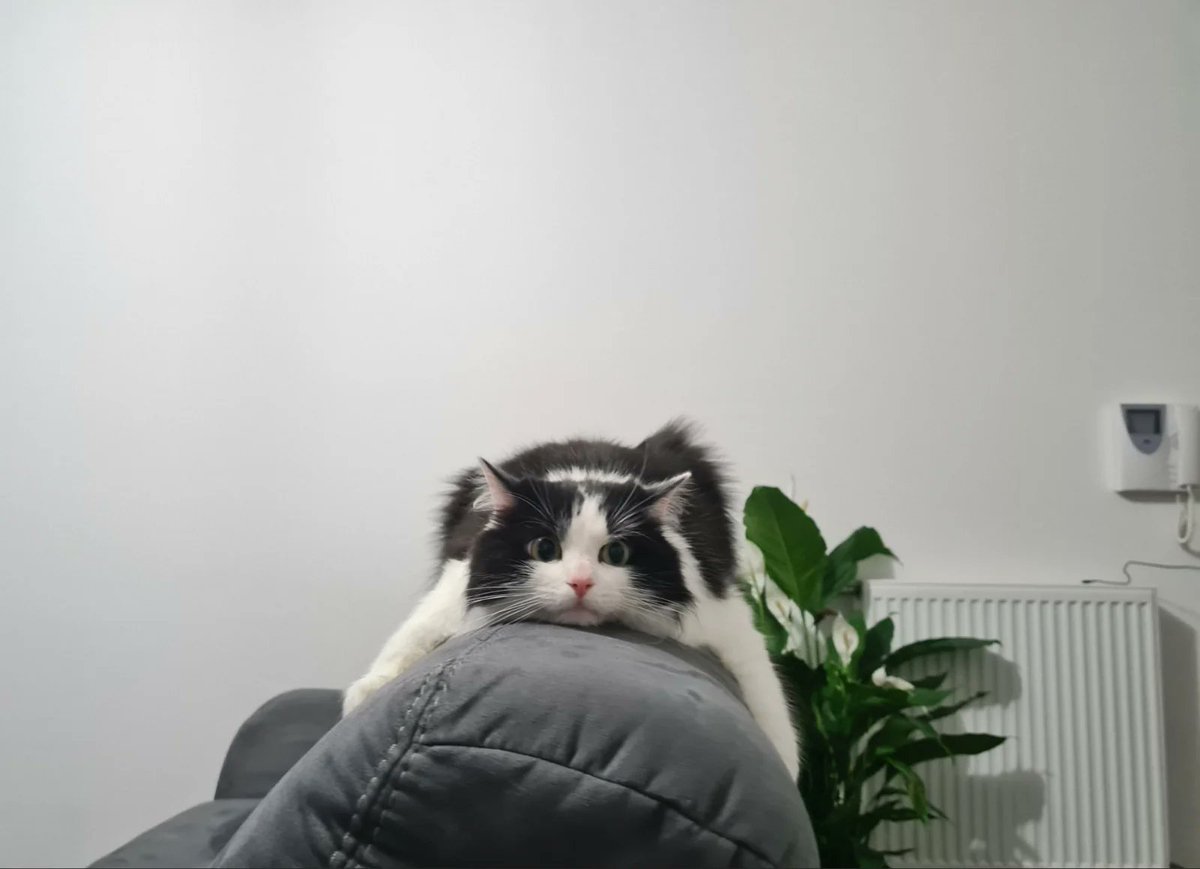 catsthatarecute's tweet photo. https://t.co/X5AH4D7tm1