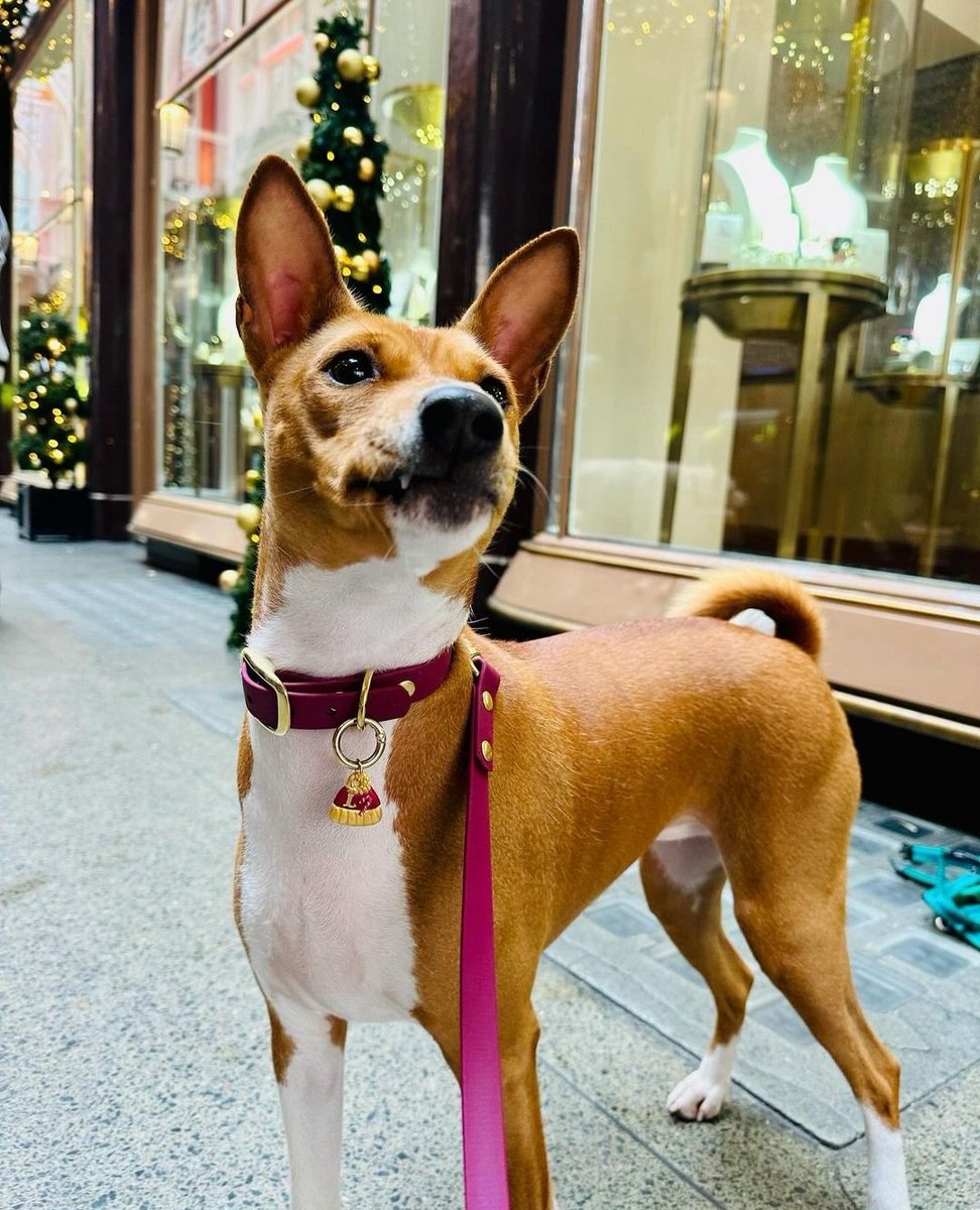 houndandblossom's tweet photo. Paws up fur friends, Luna the #basenj here to brighten your Saturday.
#festivedog #SaturdayThoughts
#mydog #dogloversclub #coventgarden #photoshoot #paws
@houndandblossom https://t.co/p59nc2OfMA