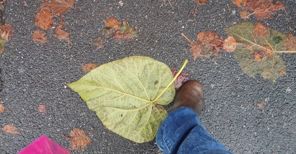 QuintDuChiquito's tweet image. Les feuilles après leur 5ème dose
Vanves 18 novembre 2023 ...

#MacronExplosion 
#Paris2024