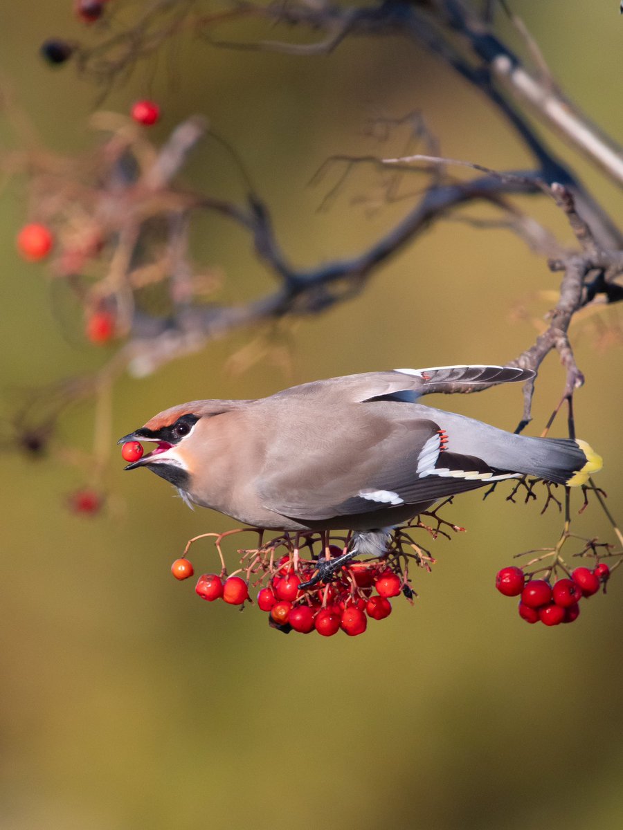 #waxwings are in town ! #digiscoping #kowascoping #benrouk #lumixuk #kowa88s #panasonicg9 #digiscoper <a href="/KowaOptics/">Kowa Sporting Optics</a> @Benro_UK <a href="/LumixUK/">Lumix UK</a> @natgeowild <a href="/BBCSpringwatch/">BBC Springwatch</a>