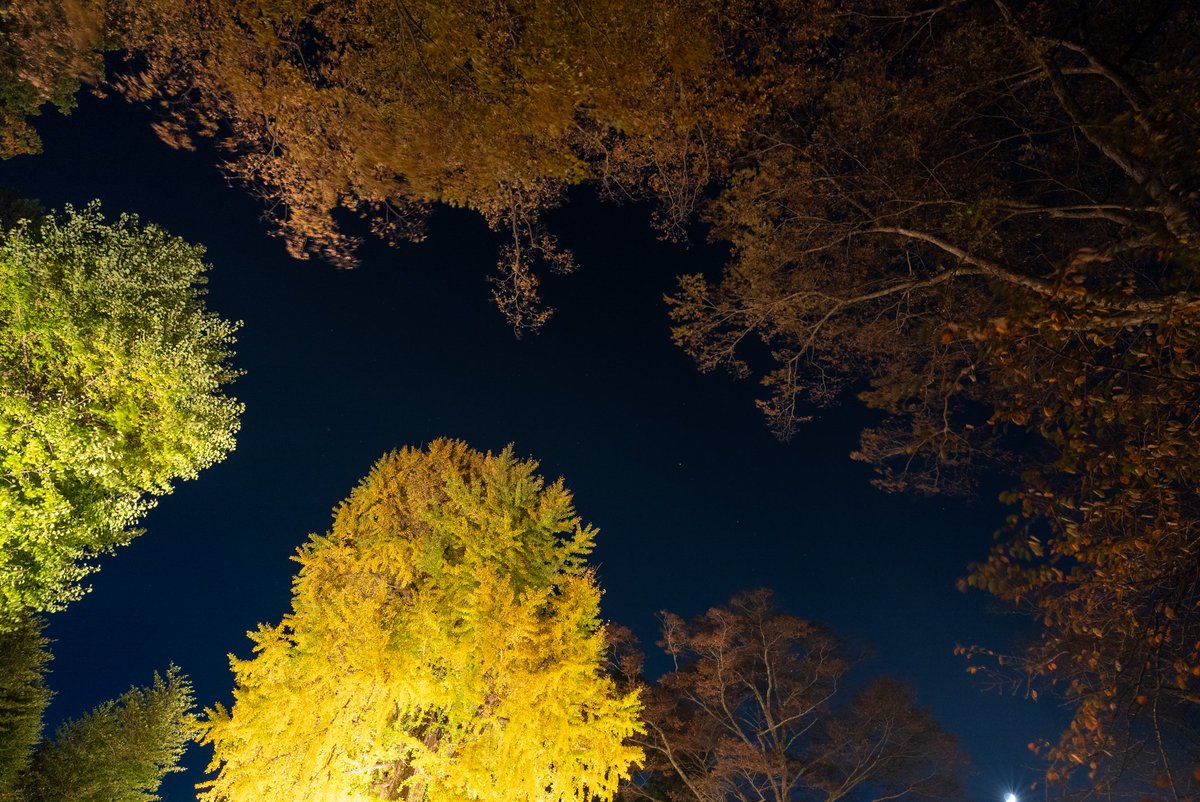 栃木県さくら市
今宮神社🍂大公孫樹ライトアップ📸
樹齢700年の大公孫樹とても力強く綺麗でした🥰
#SEL20F18G
