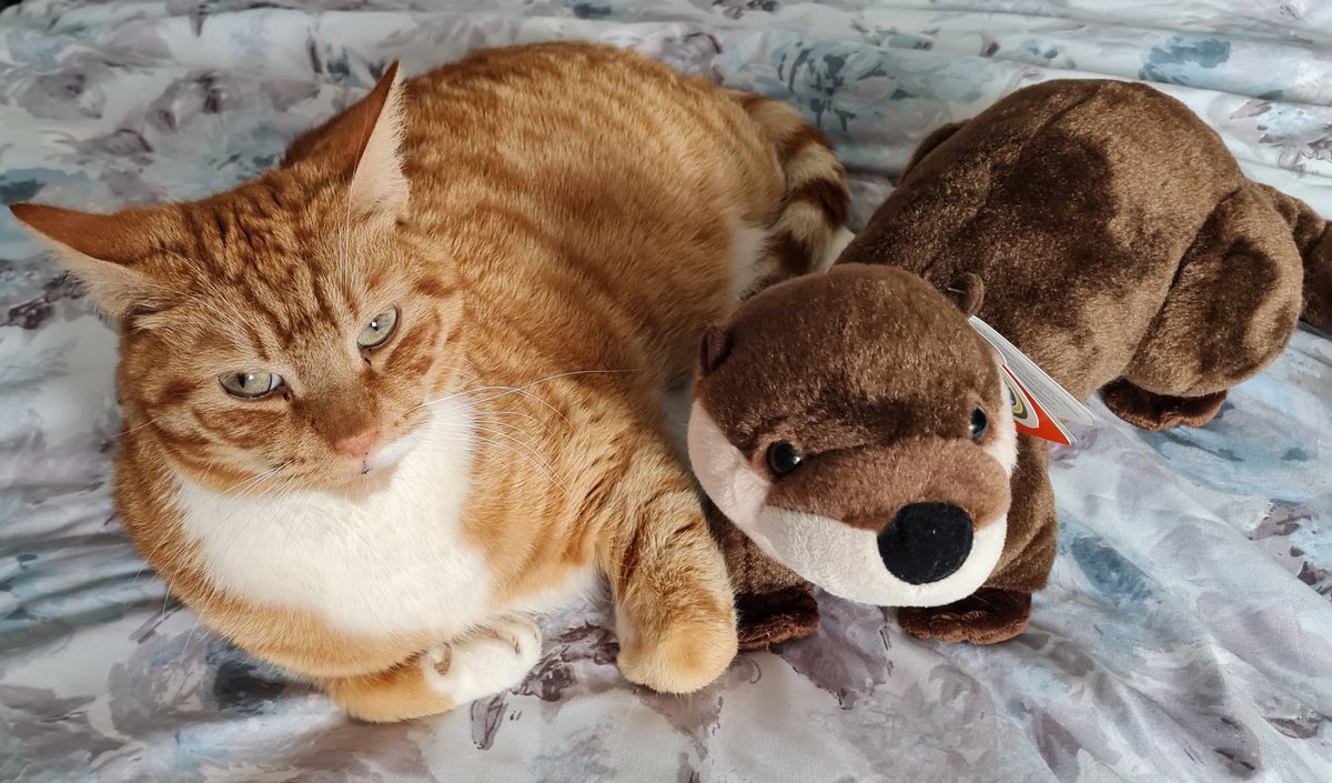 Ginger and Oscar the otter. Relaxing on a wet <a href="/caturday/">caturday</a> morning.❤️🐈🦦