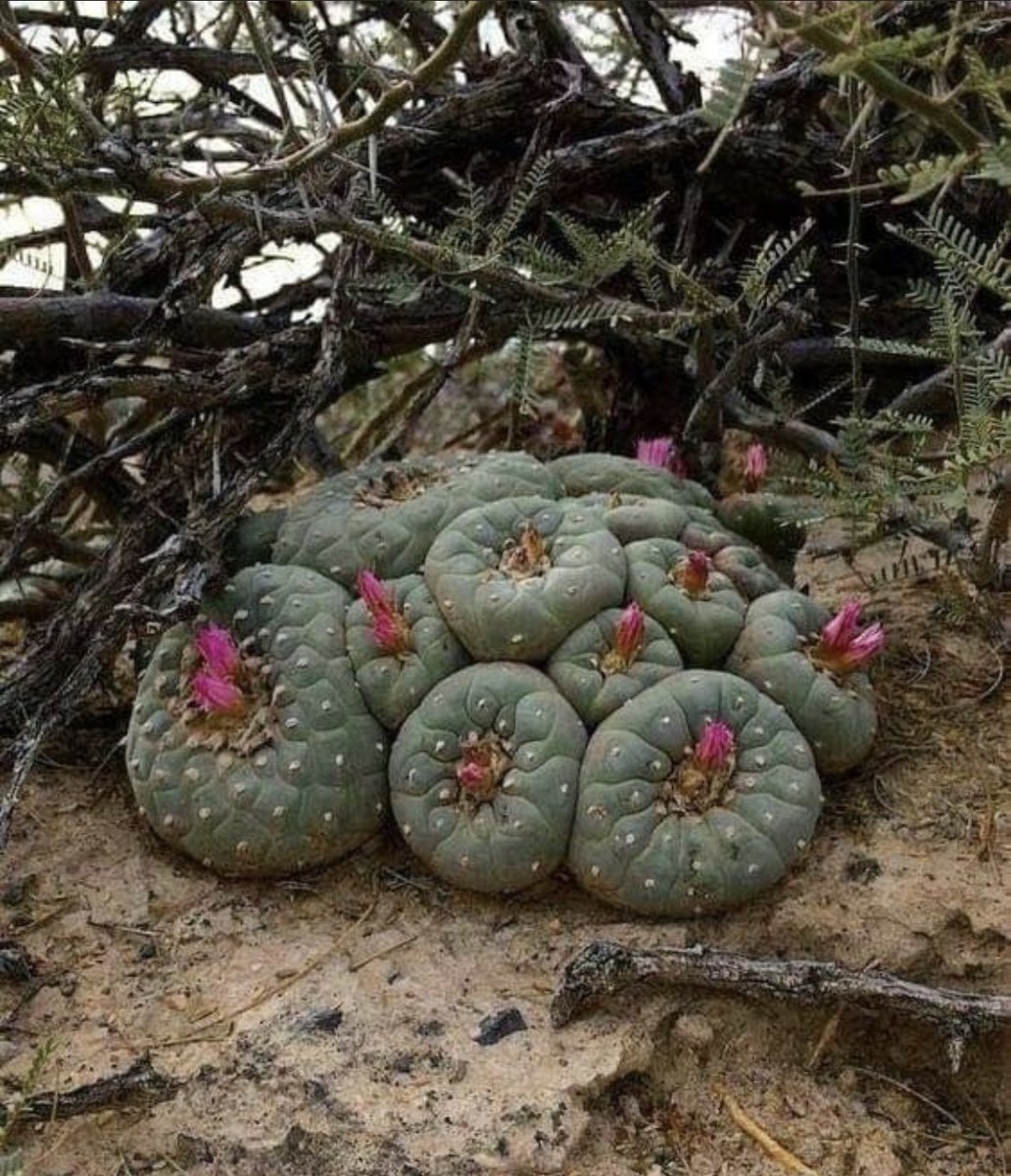 GM TO ALL MY PEYOTE WARRIORS!!
Wishing all a bountiful weekend 🦌🔥

Check out this epic family of hikuris 🏵️
#peyote #wixarika #huichol