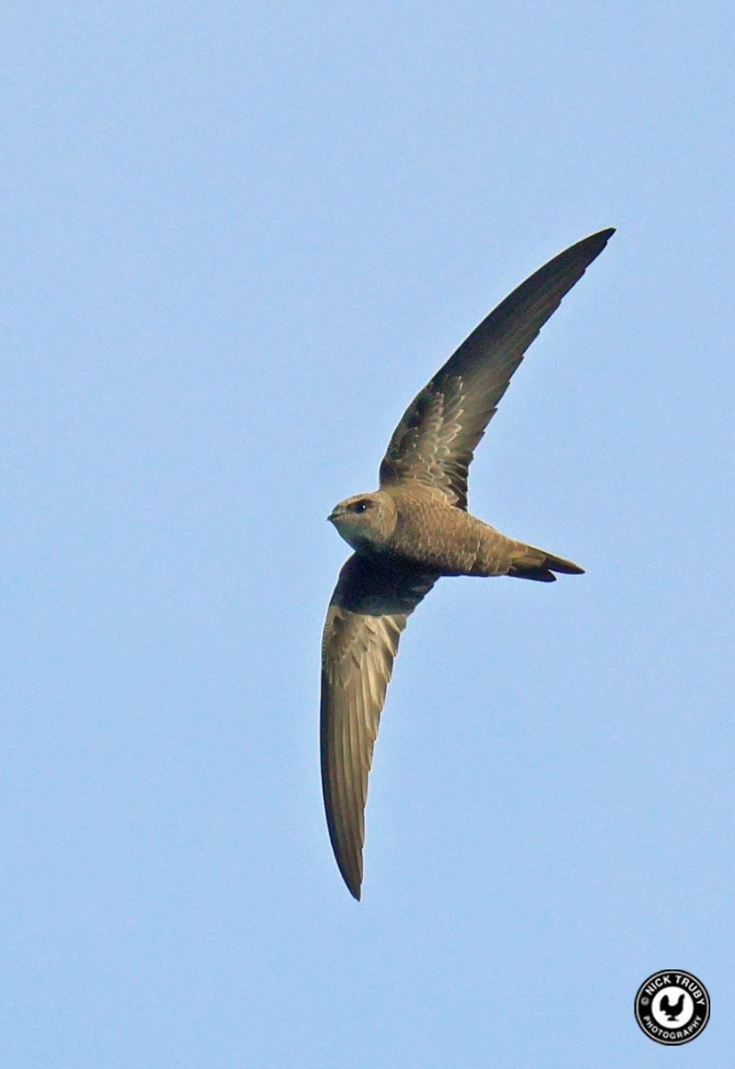 I love Swifts so was really pleased to get everything fall into place yesterday when the Winterton Pallid Swift treated me to a close flyby, and the sun made a brief appearance. I wish it well when it finally moves on. <a href="/BirdGuides/">BirdGuides</a> <a href="/RareBirdAlertUK/">RareBirdAlertUK</a> <a href="/NorfolkBirds/">Norfolk Bird Records</a> <a href="/Natures_Voice/">RSPB</a>