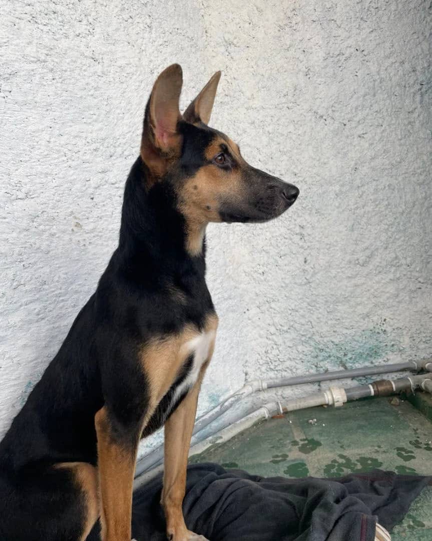 PerroUsuario's tweet photo. La dejaron amarrada en un árbol, pasaban y pasaban las horas y nadie la buscó. 
Ahora está en adopción responsable.
Fue desparasitada con Bravecto. 
Busca una familia q la ame por el resto de su vida y jamás vuelva a romperle la vida abandonándola. 
0424.1773722
La Guaira. Dif https://t.co/bRAiHjRppC