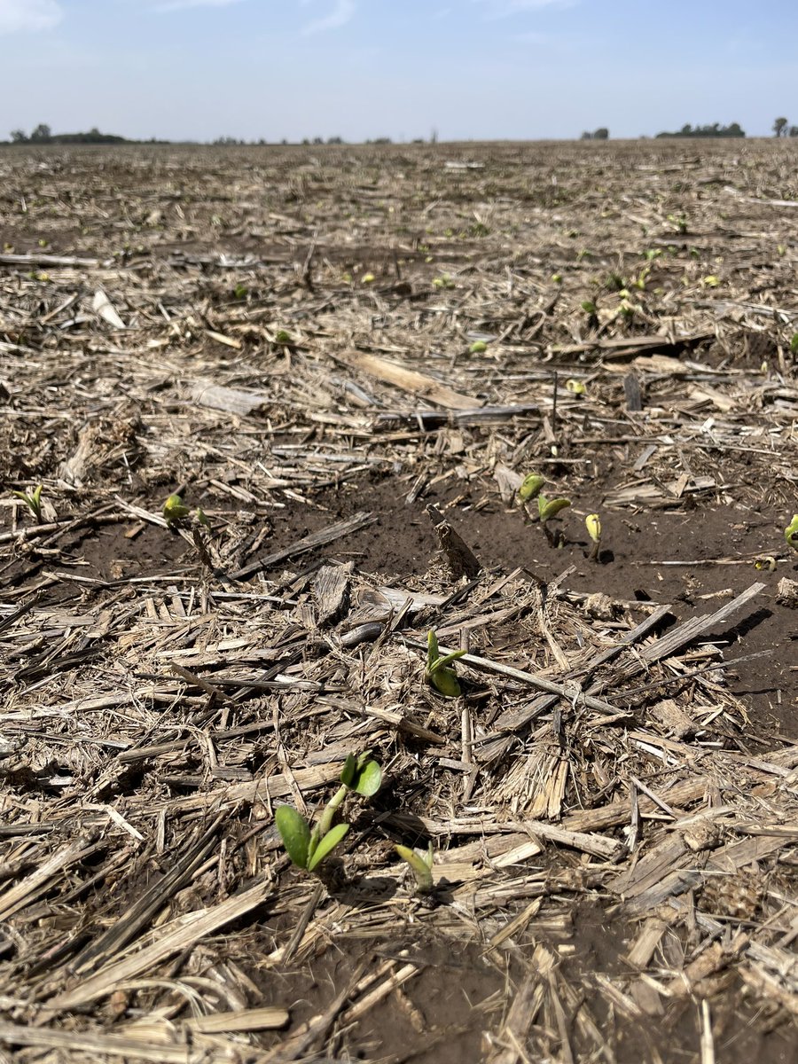 MaxiOrazi's tweet photo. La seguimos porfiando. Soja en los bajos, si o no? #soja #agro https://t.co/A9MQLVNI8v